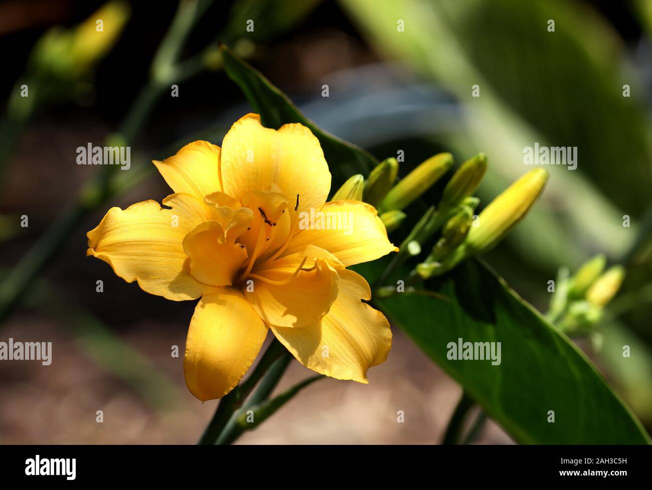 Schönen gelben Blumen blühen mit Knospen bereit zu blühen. Stockfoto