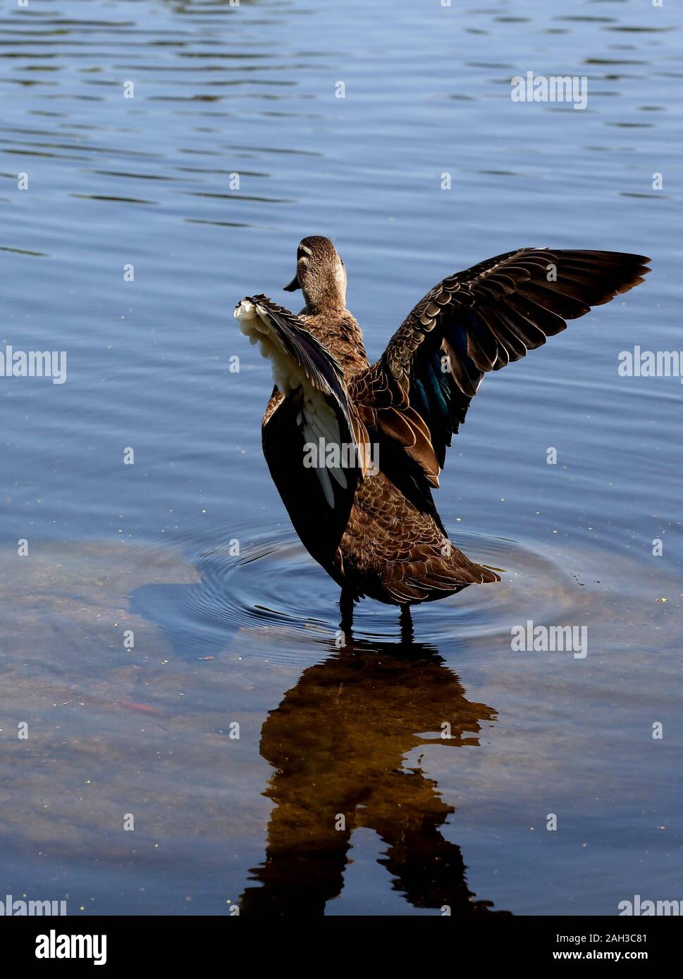 Wild Duck seine Flügel, während in einem Teich im Garten stehen. Stockfoto