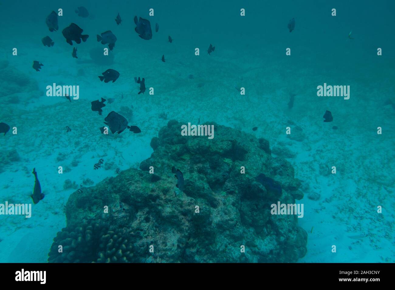 Tauchen auf den Malediven mit Korallen und Fische Stockfoto