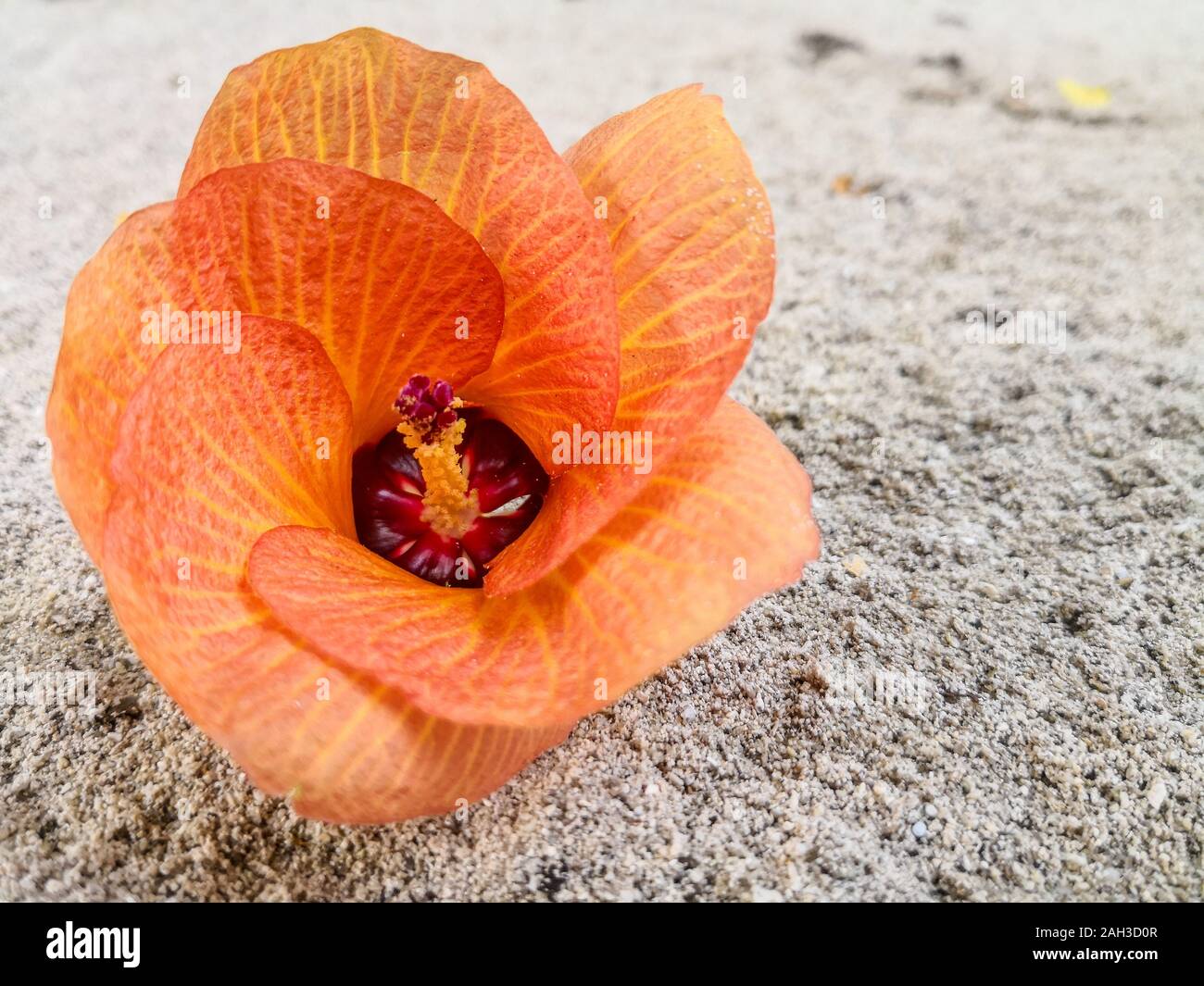 Orangefarbene Blume Stockfoto