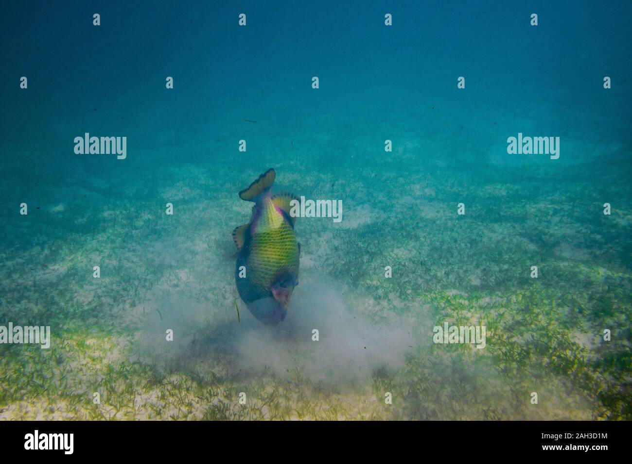 Fisch Schnorcheln und Tauchen Unterwasser im Atoll der Malediven Stockfoto