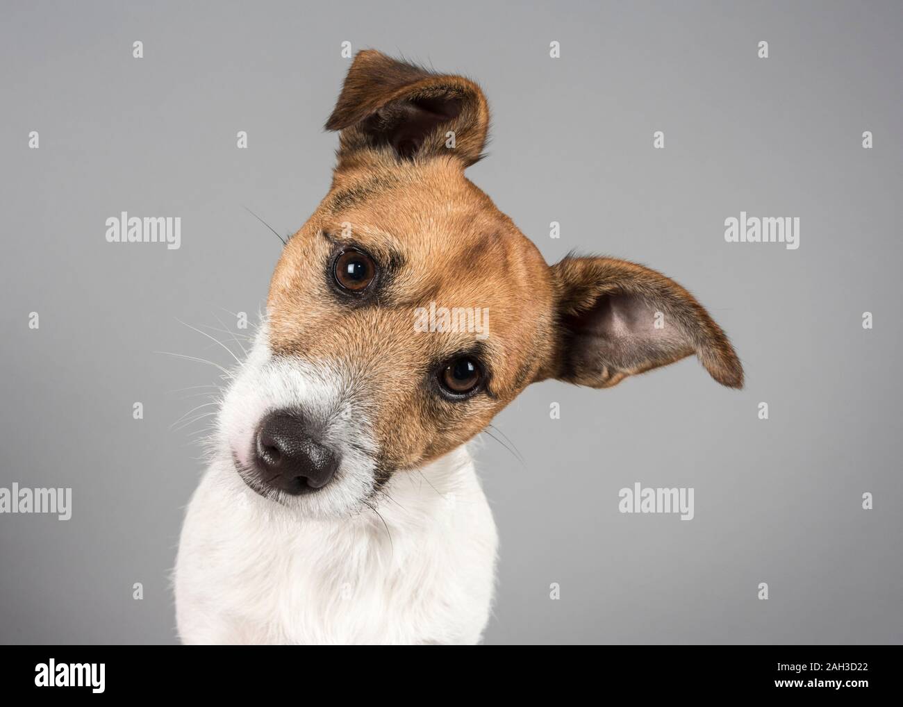 Foto eines Jack russell Terrier (Großbritannien) Stockfoto
