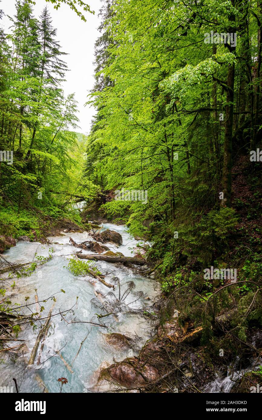 Viele Wasserfälle in der Wimbacklamm in Bayern Berchtesgaden mit Steine und grünen Pflanzen und Bäume Stockfoto