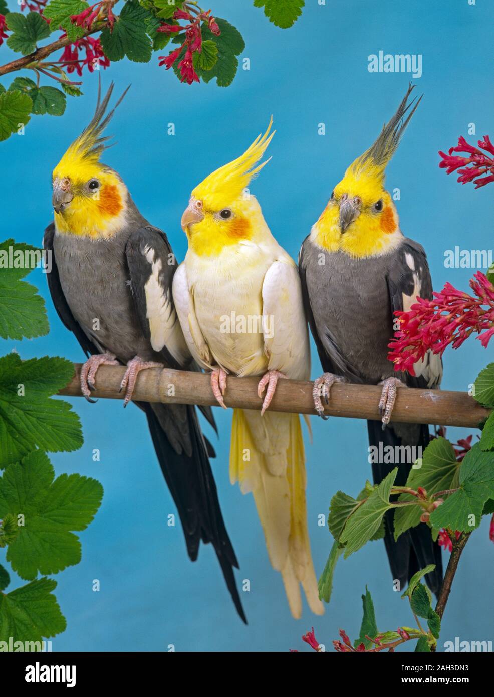 Nymphensittich Nymphicus hollandicus Stockfoto