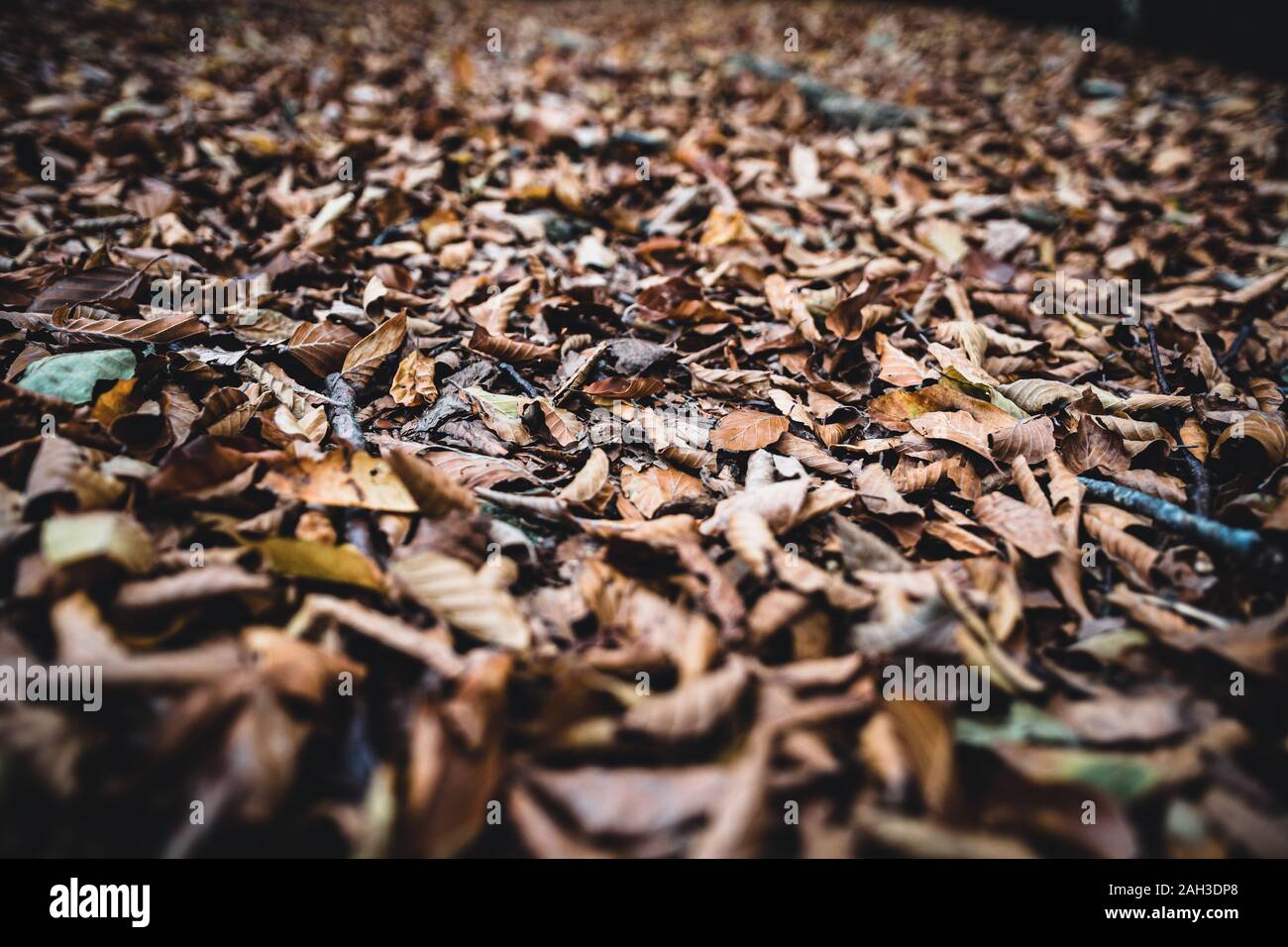 Braune Blätter am Boden Stockfoto