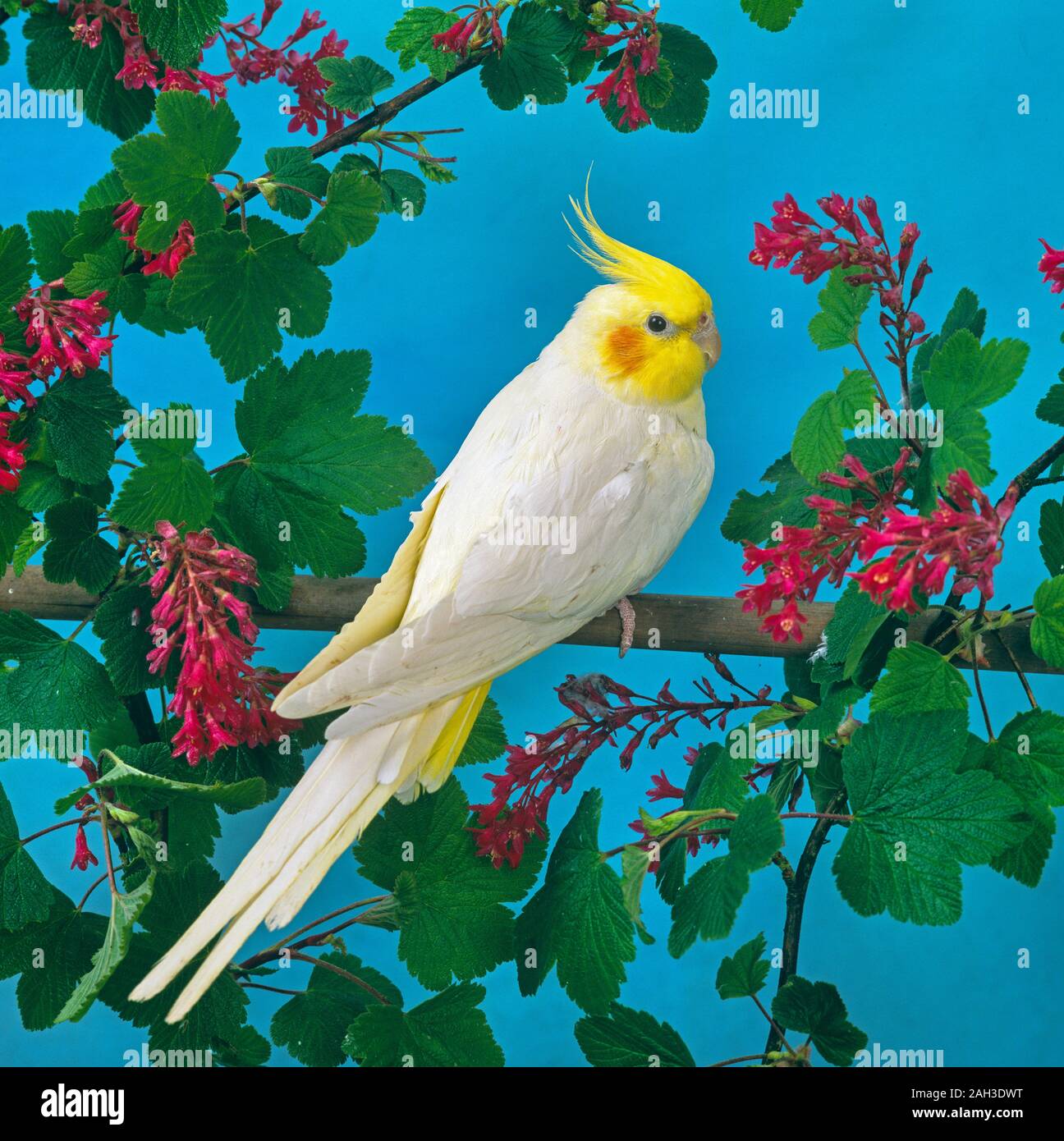 Nymphensittich Nymphicus hollandicus Stockfoto