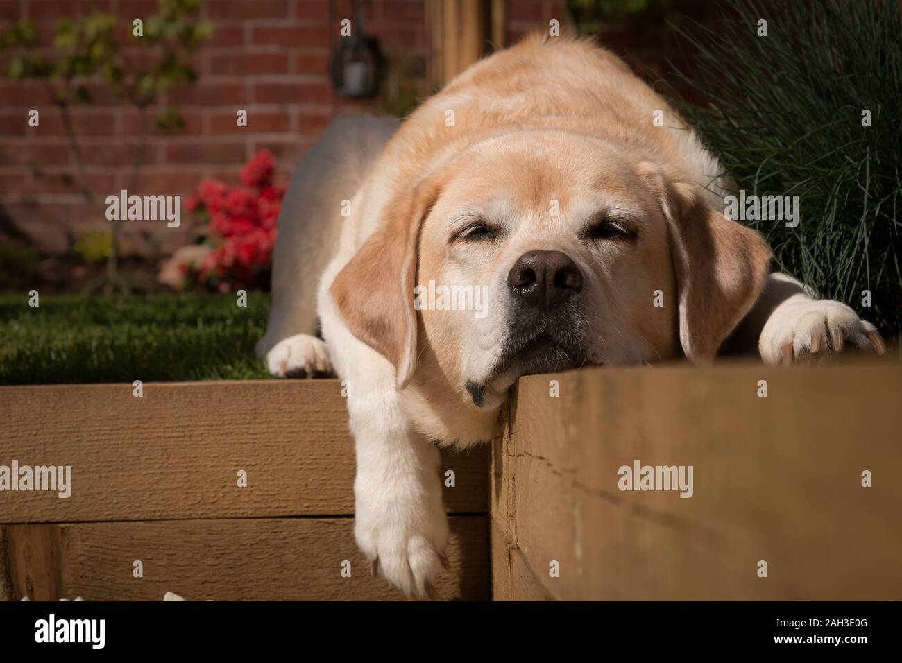 Labrador retreiver Festlegung im Garten Stockfoto