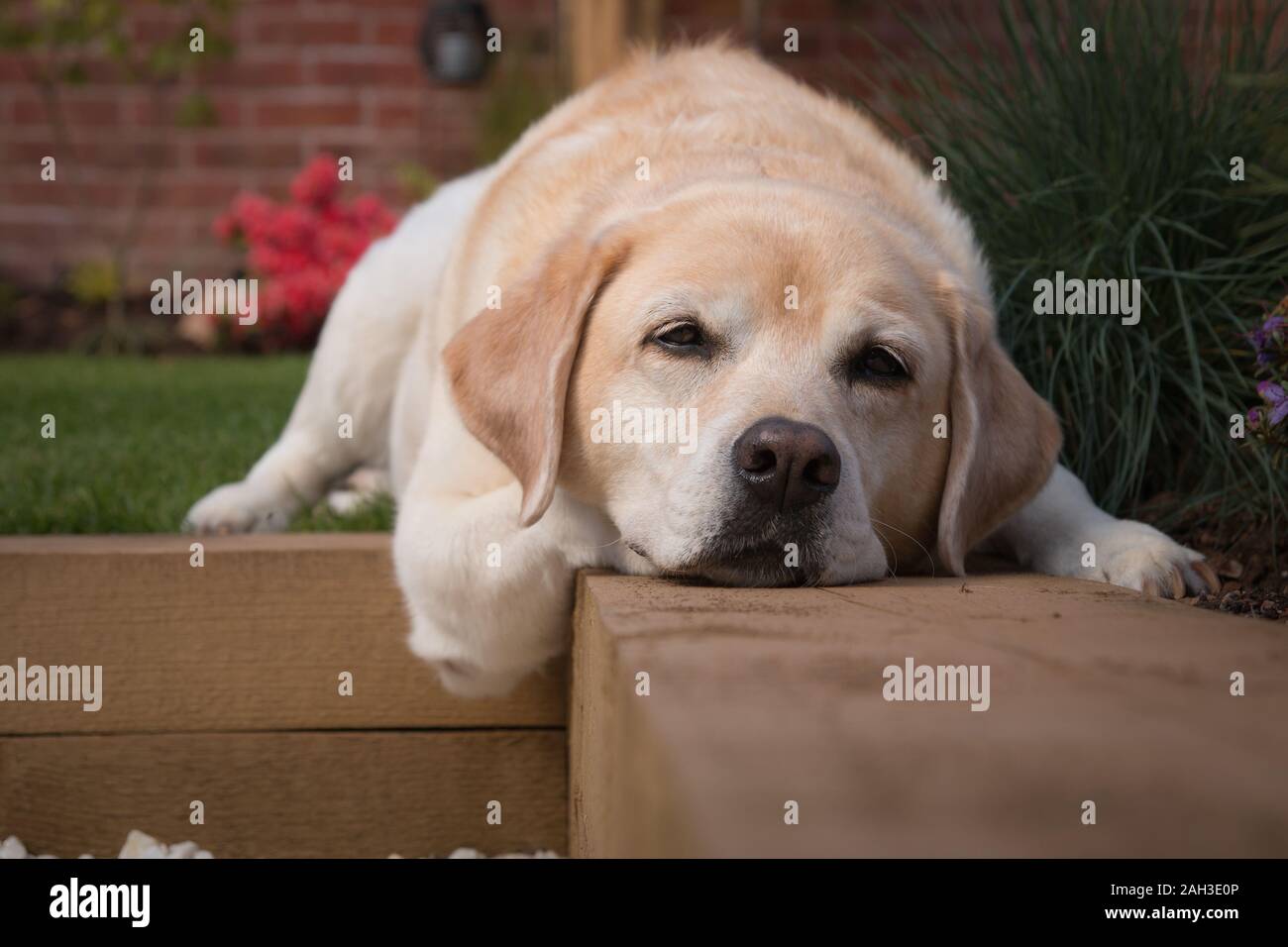 Labrador retreiver Festlegung im Garten Stockfoto