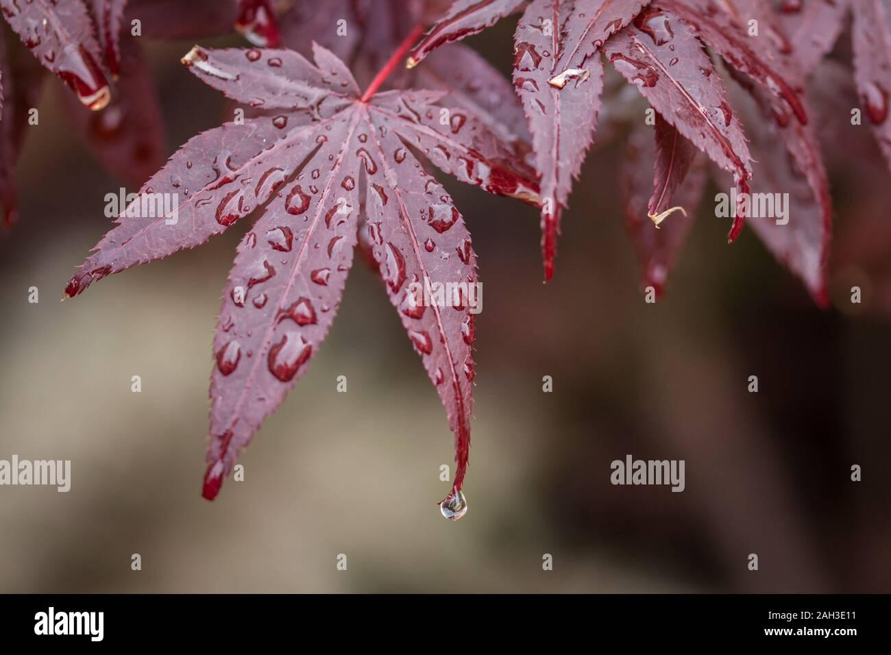 Japanischen Ahorn Acer atropurpureum roter Ahorn Stockfoto