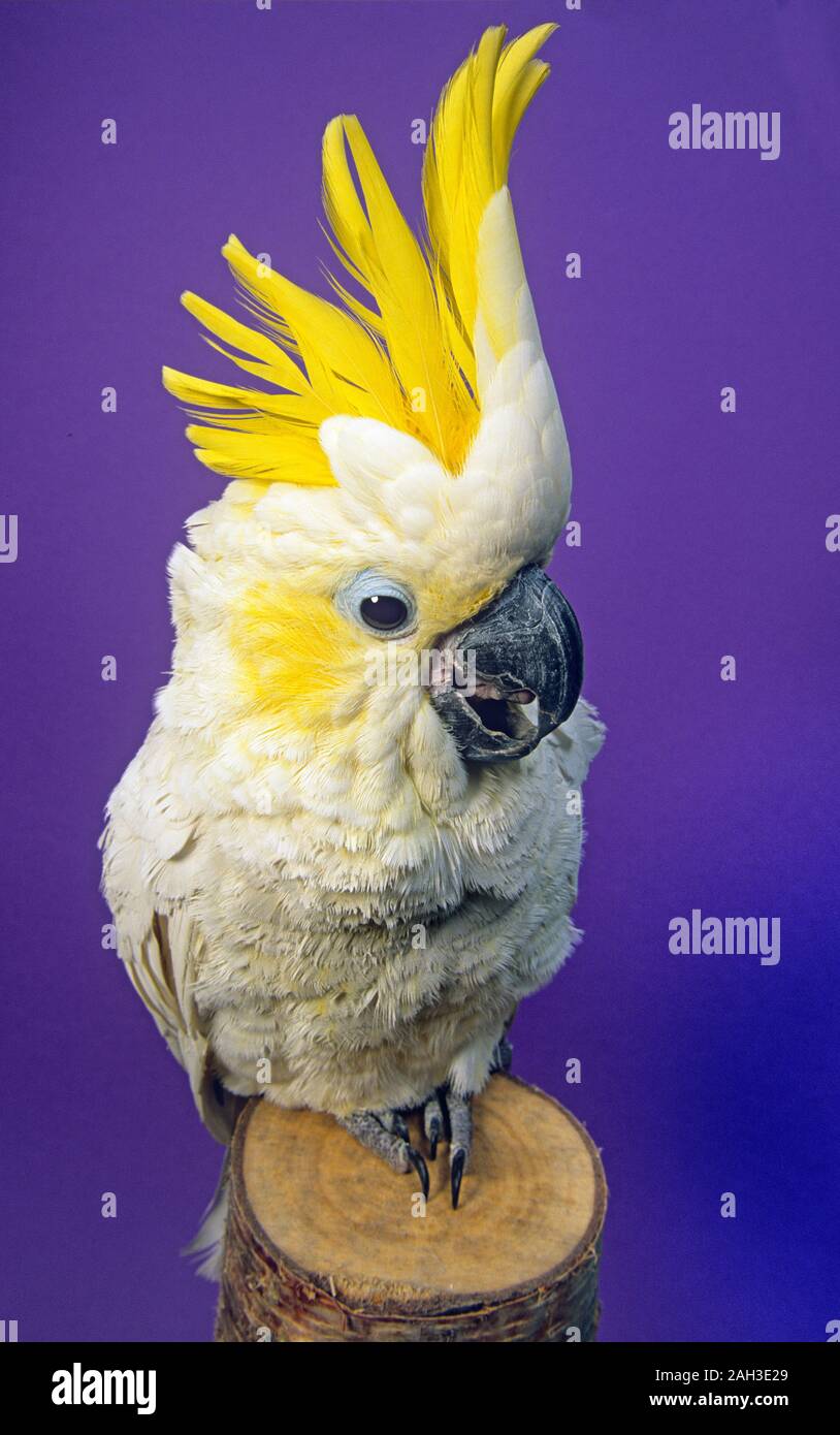 Schwefel-Crested cockatoo Cacatua galerita suchen Stockfoto