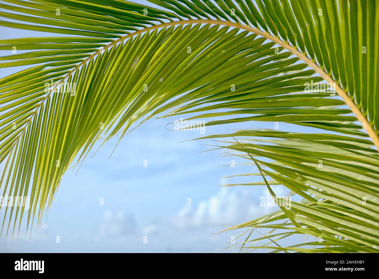 Tropische Palmenblätter, verschwommener Hintergrund. Sonnenlicht auf Palmblättern im Sommer. Grünes Palmenblatt. Mexiko Stockfoto