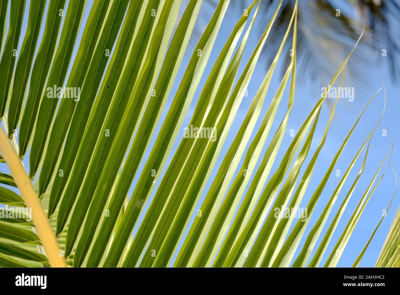 Von tropischen Palmen Blätter, verschwommenen Hintergrund. Sonnenlicht auf Palmblättern, an den Sommer. Green Palm Blätter Stockfoto