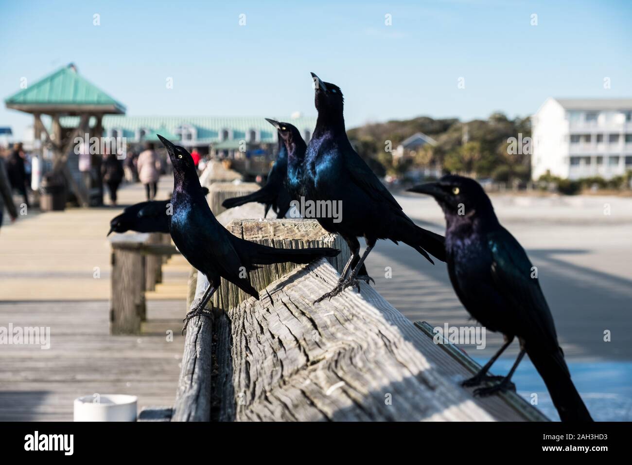 Nahaufnahme Foto von Brauereien schwarze Vögel sitzen auf hölzernen Pier Stockfoto