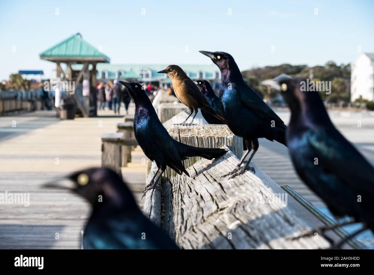 Nahaufnahme Foto von Brauereien schwarze Vögel sitzen auf hölzernen Pier Stockfoto
