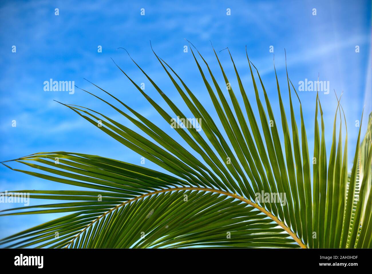 Von tropischen Palmen Blätter, verschwommenen Hintergrund. Sonnenlicht auf Palmblättern, an den Sommer. Green Palm Blätter Stockfoto