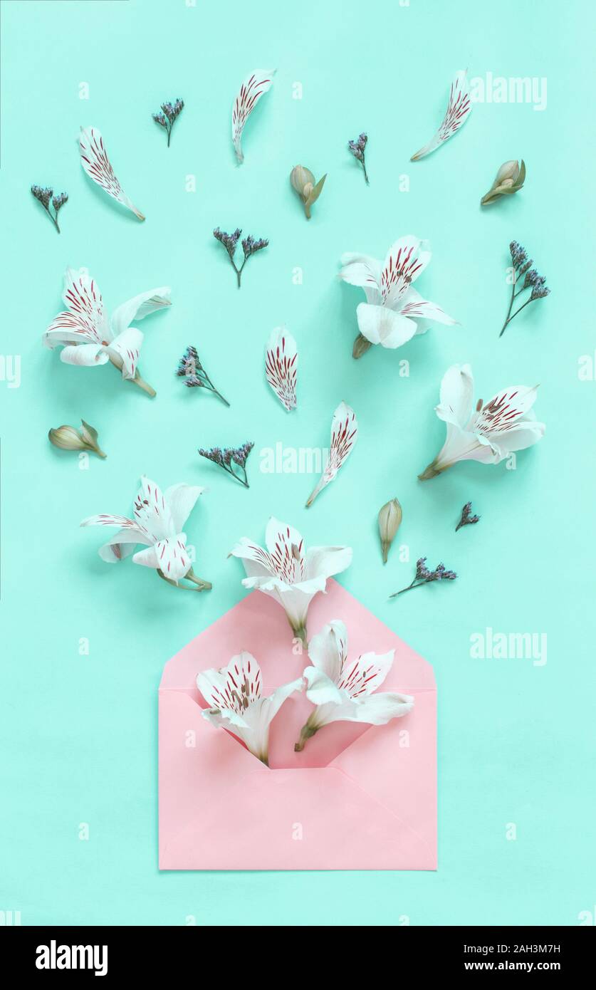Weiße Blumen explodierende aus rosa Umschlag auf einem hellgrünen Hintergrund der Ansicht von oben Stockfoto