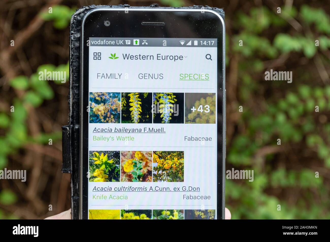 Plantnet app auf ein Mobiltelefon für die Identifizierung oder die ID von Pflanzen (Flora) Stockfoto