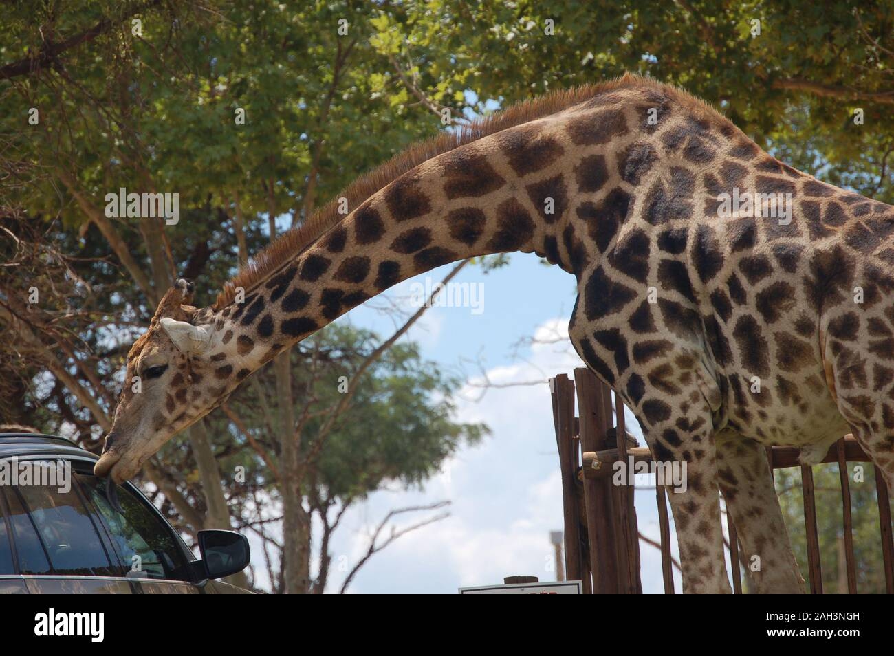 Ständigen giraffe Bücken ein Auto zu erreichen. Stockfoto