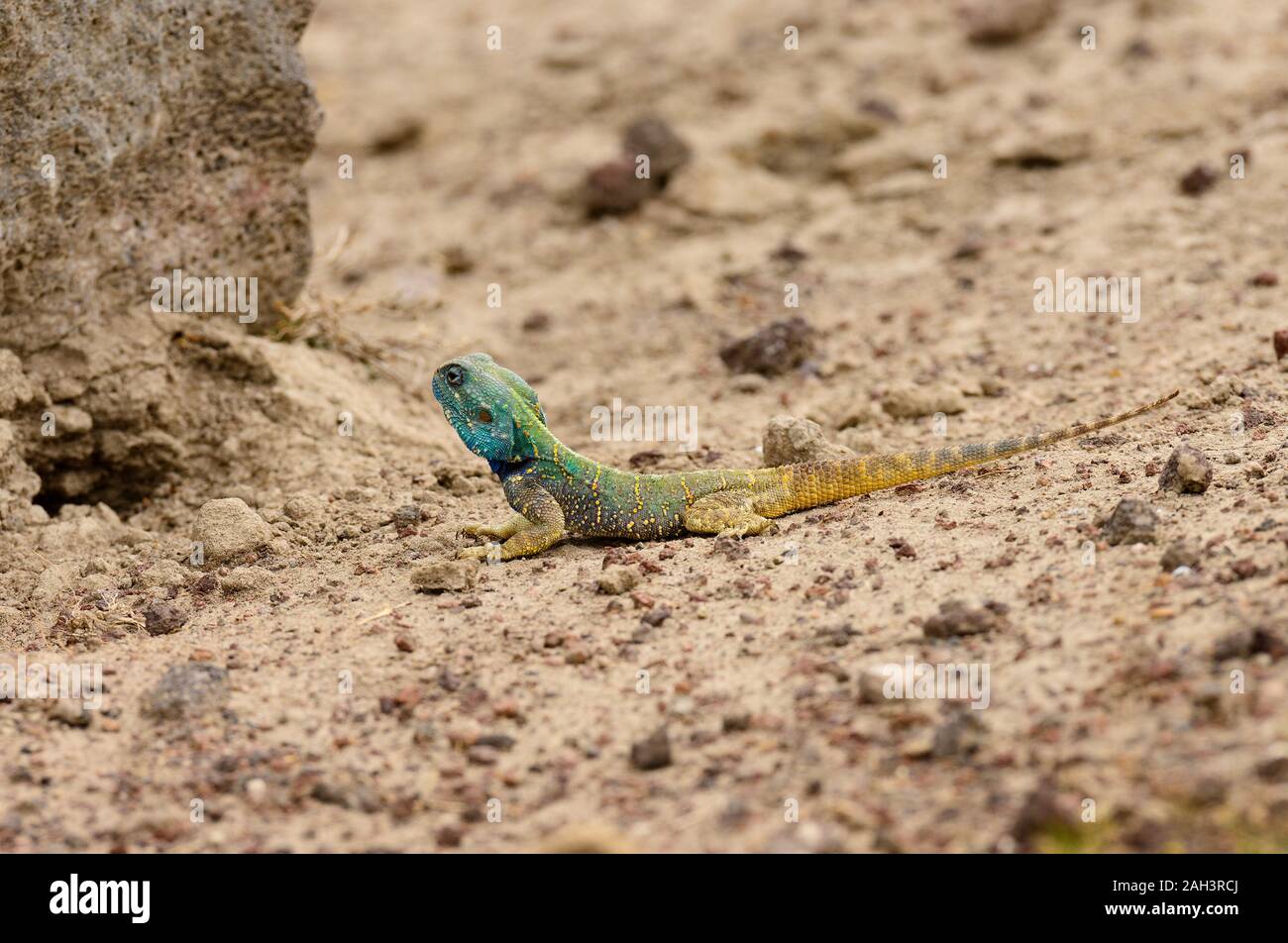 Nahaufnahme von Agama Lizard (Wissenschaftlicher Name: Agama agama oder "jusi kafiri" in Swaheli) im ngorogoro Krater, Tansania Stockfoto