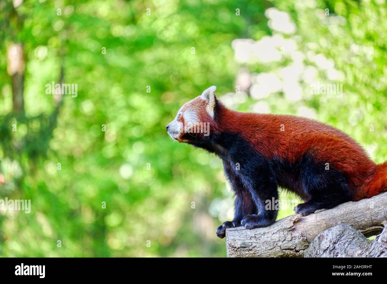 Panda in der Natur niedlich Stockfoto