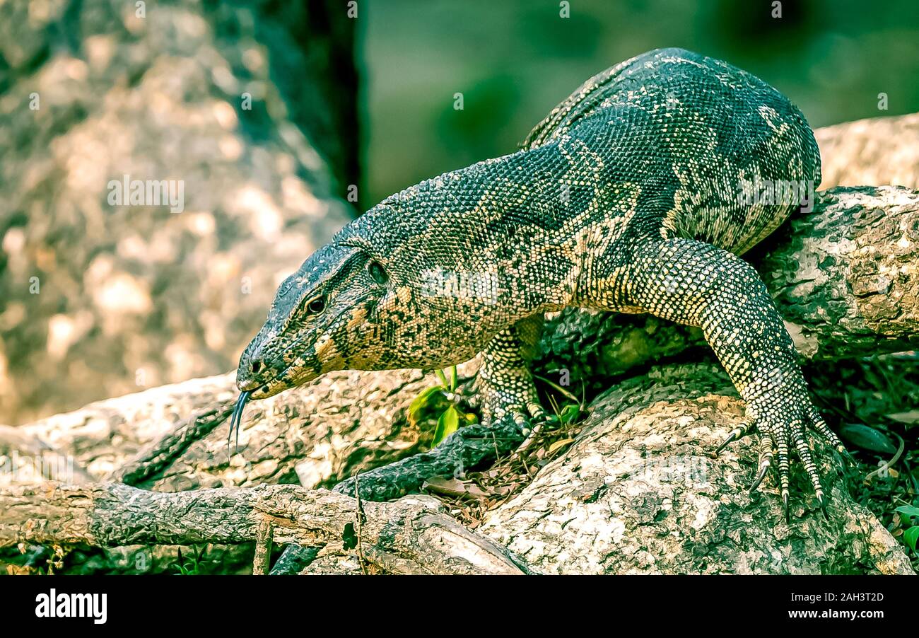 Uvenile asiatischen Wasser Monitor (Varanus Salvator), auch als gemeinsame Wasser Monitor im Lumpini Park in Bangkok, Thailand. Stockfoto