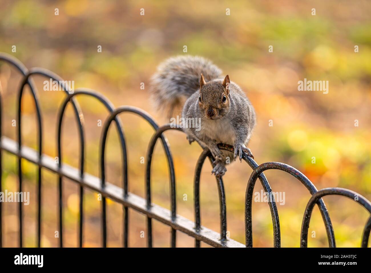 Eichhörnchen im St. James Park, London. Süße kleine Tiere. Sie können Sie aus Ihren Händen Stockfoto