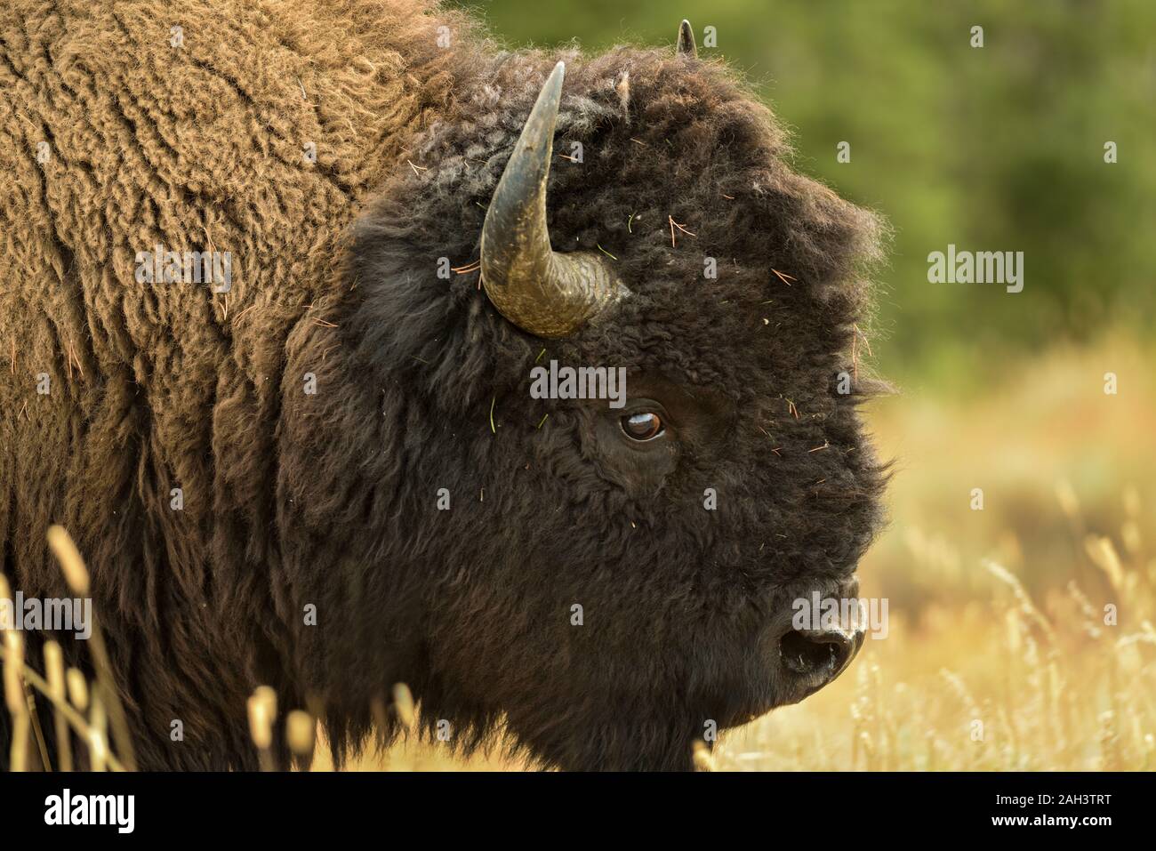 Nahaufnahme von Bison Kopf Beweidung in Yellowstone NP. Stockfoto