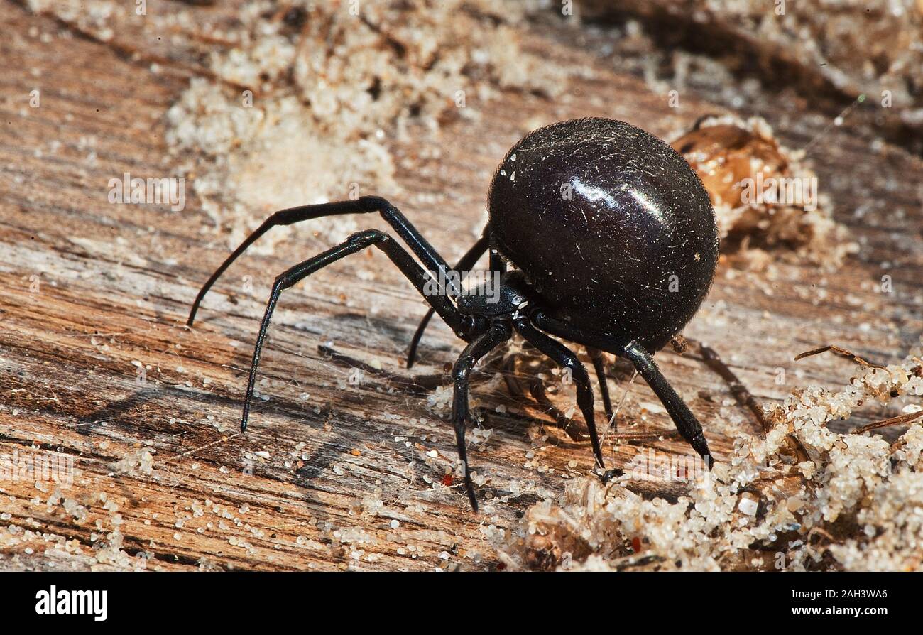 Black Widow spider oder karakurt auf ein Stück Holz Stockfoto