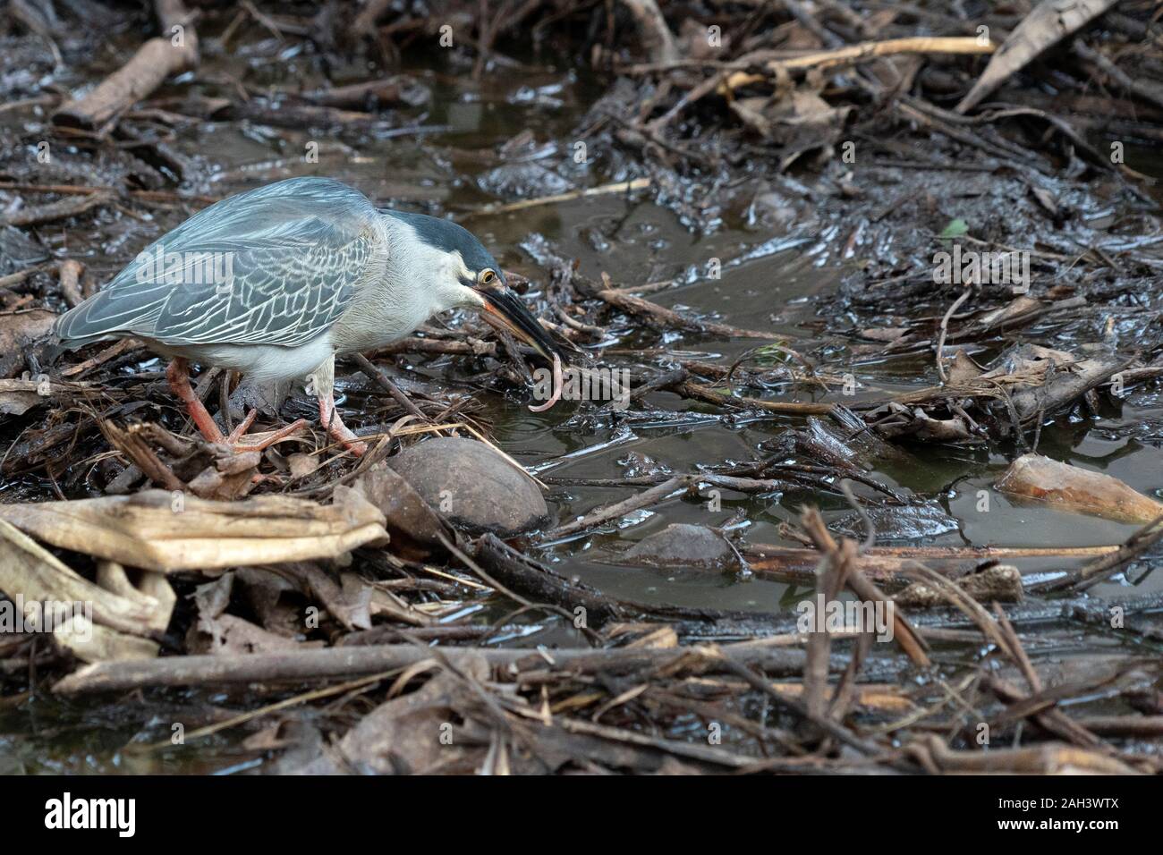 Night Heron essen einen Wurm im Sumpf Stockfoto
