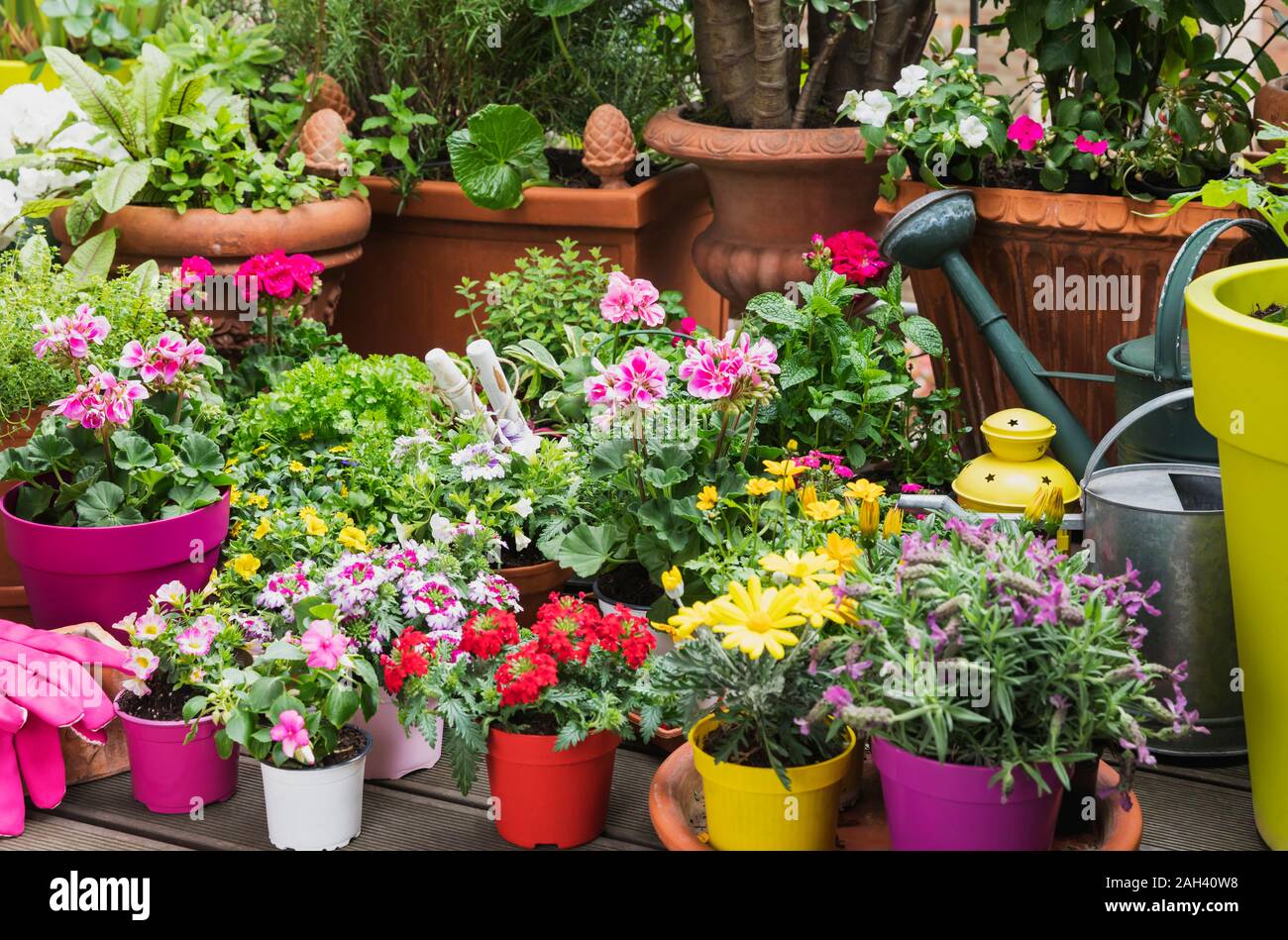 Bunte frisch eingemachten Sommer Blumen Stockfoto