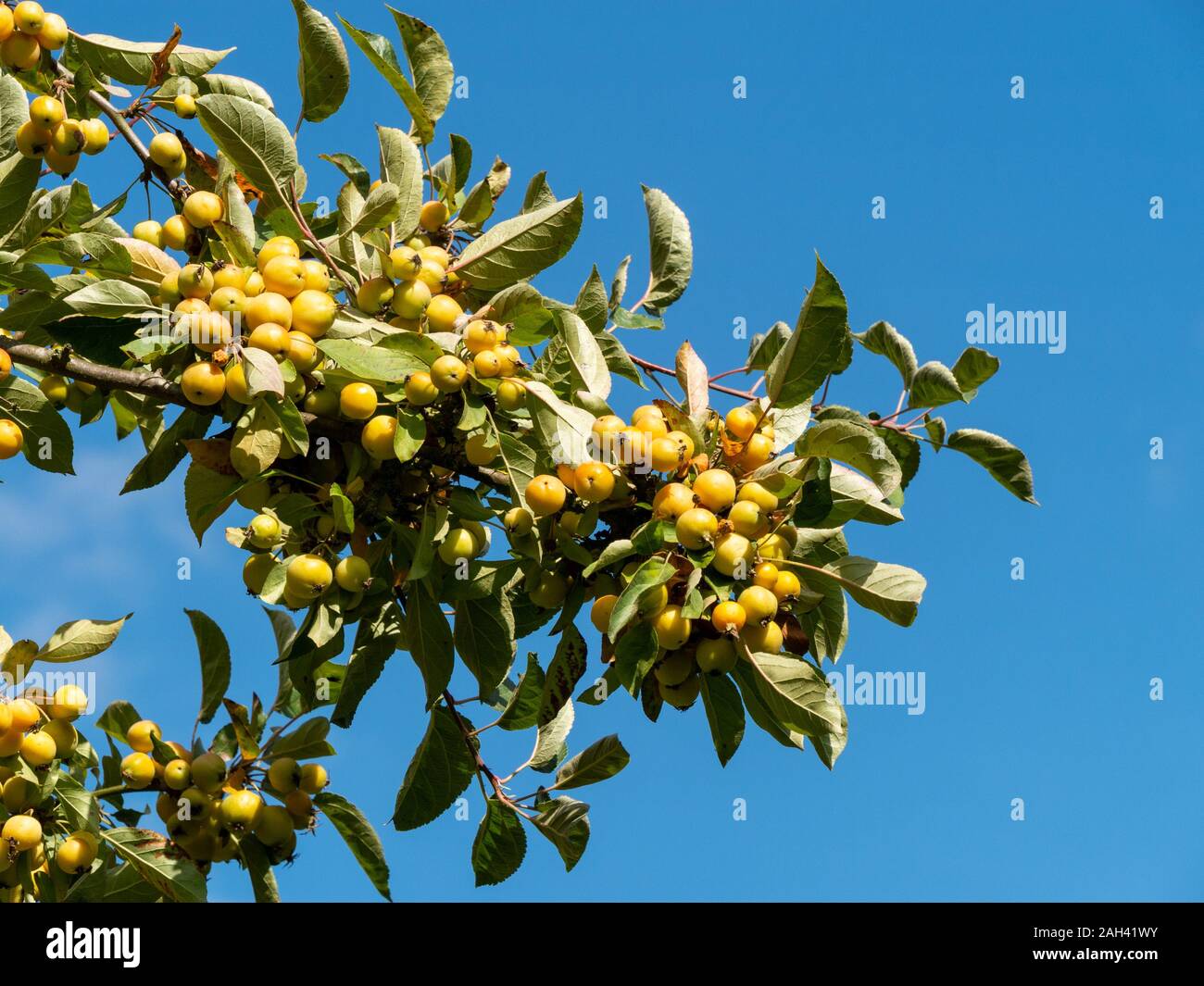 Malus Zumi Golden Hornet Holzäpfel wächst am Baum, Barnsdale Gärten, Rutland, England, Großbritannien Stockfoto