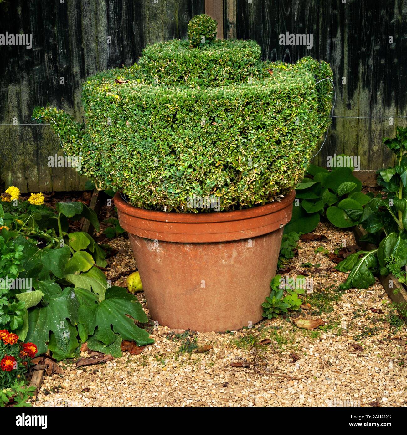 Teekanne geprägt, Anlage (Buxus sempervirens) Formgehölze, Barnsdale Gärten, Rutland, England, Großbritannien Stockfoto