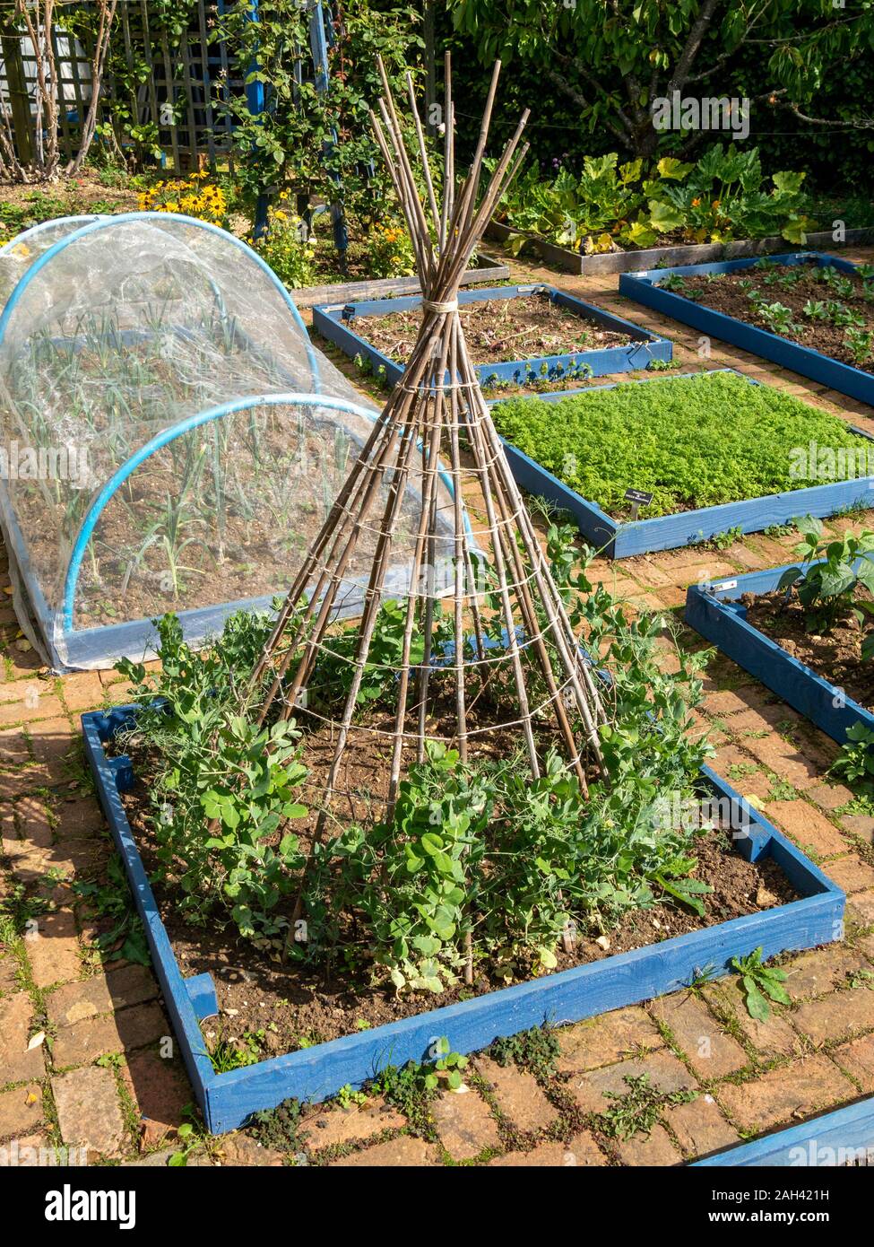 Wigwam Anlage Unterstützung für Shiraz Zuckererbsen (mangetout) aus Bambusrohren in Gemüsegarten mit erhöhten Betten, Barnsdale Gärten, Rutland, England, Großbritannien Stockfoto