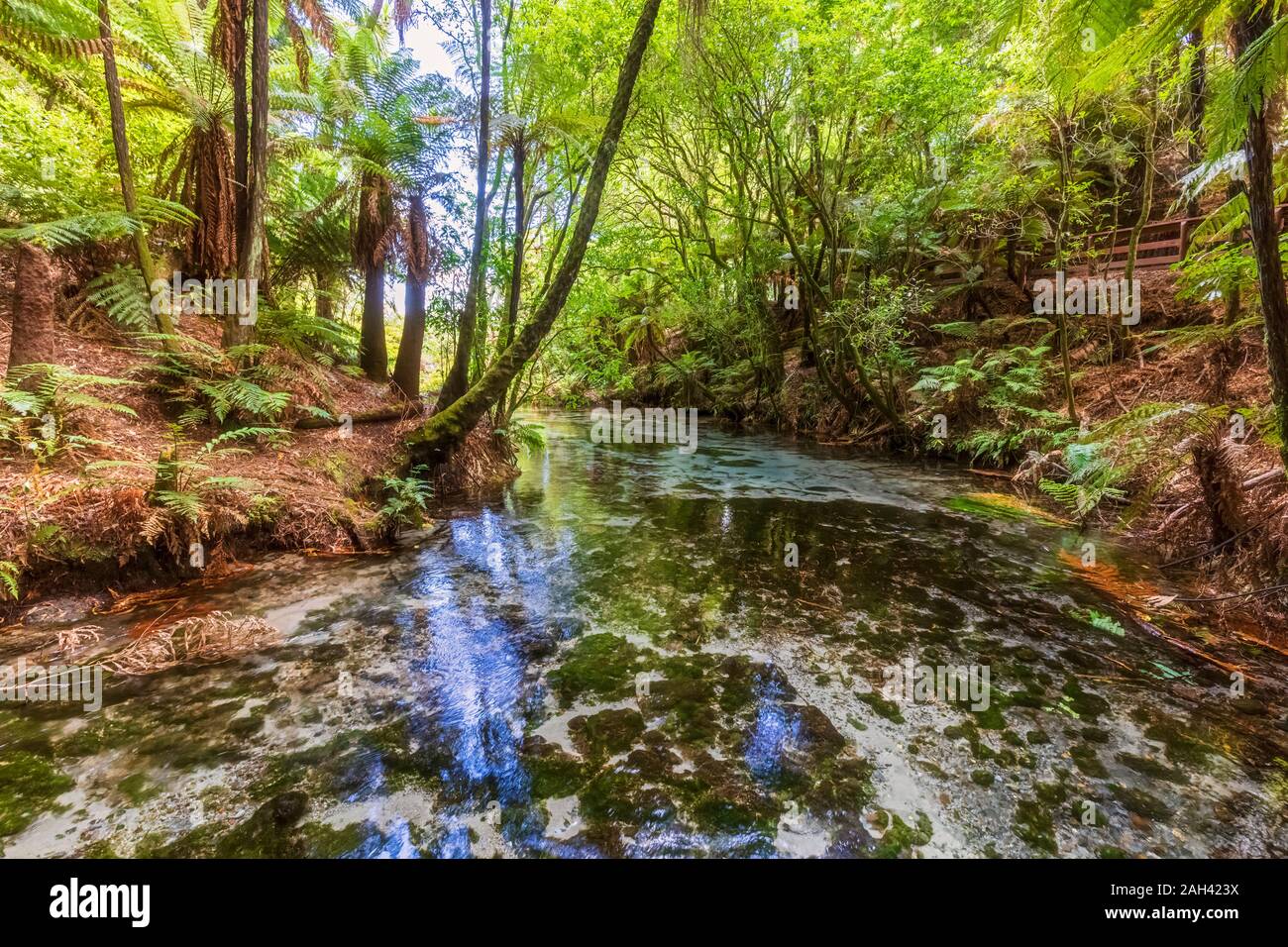 Neuseeland, Ozeanien, North Island, Rotorua, Hamurana Federn Nature Reserve, Hamurana stream Stockfoto