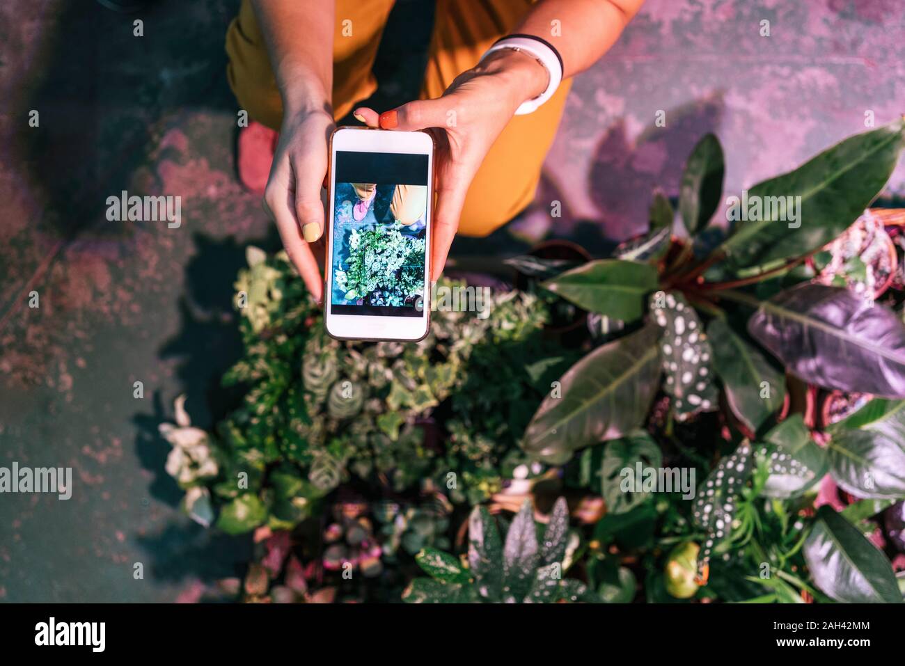 Nahaufnahme der Frau unter Smartphone Bild von Pflanzen Stockfoto