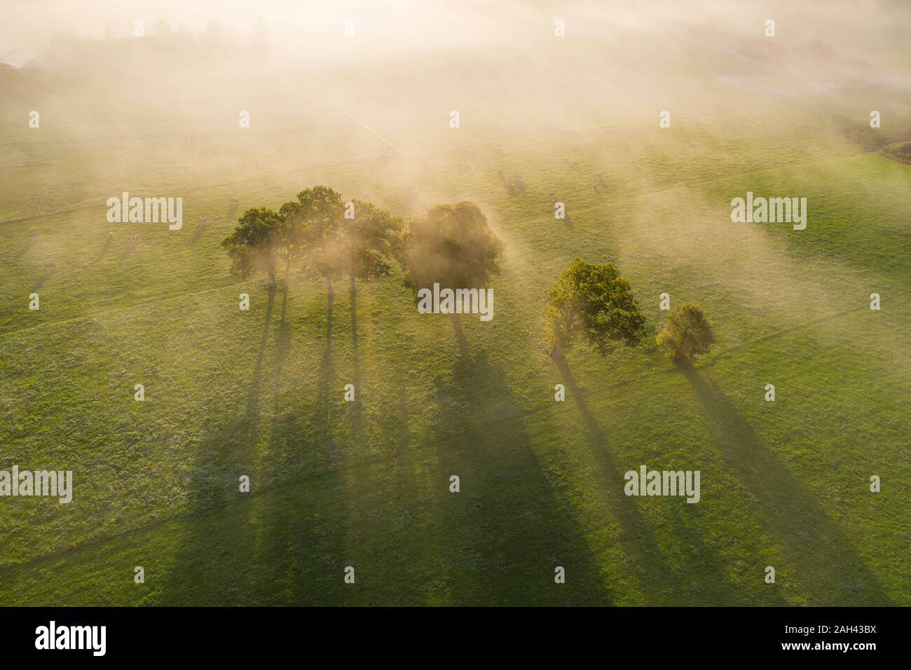 Deutschland, Oberbayern, Greiling, Luftaufnahme von Feld und Bäume im Nebel bei Sonnenaufgang Stockfoto