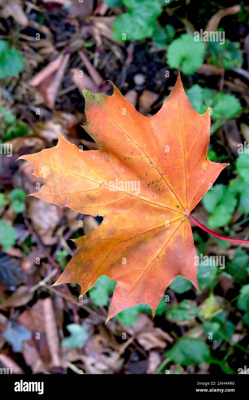 Deutschland, Sachsen, Gefallenen maple leaf im Herbst Stockfoto