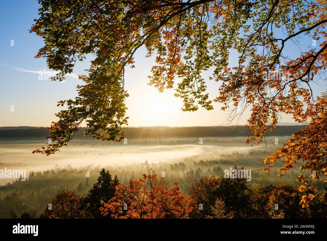 Deutschland, Bayern, Icking, Buche Äste gegen aufgehende Sonne leuchtenden nebligen Wald im Herbst Stockfoto