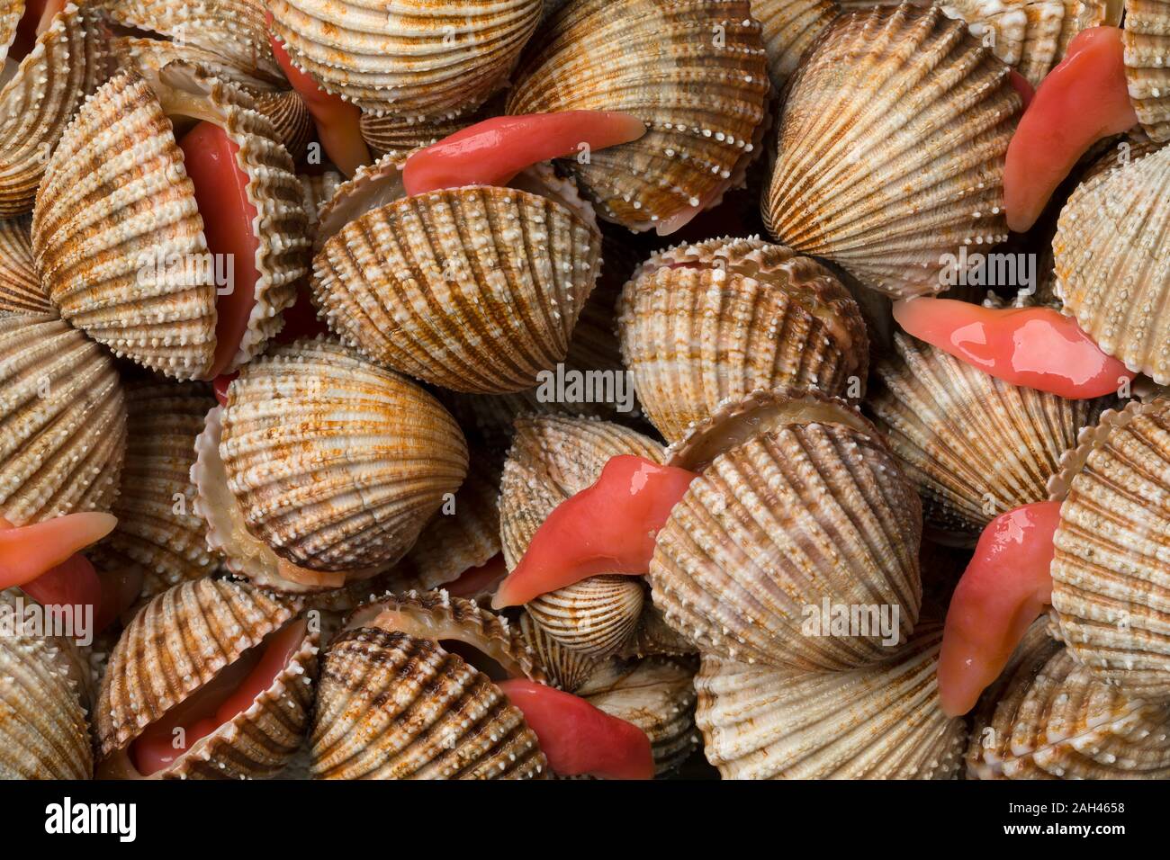 Frische stachelige Herzmuscheln mit einer Ausweitung der lange Fuß full frame, in der Nähe Stockfoto