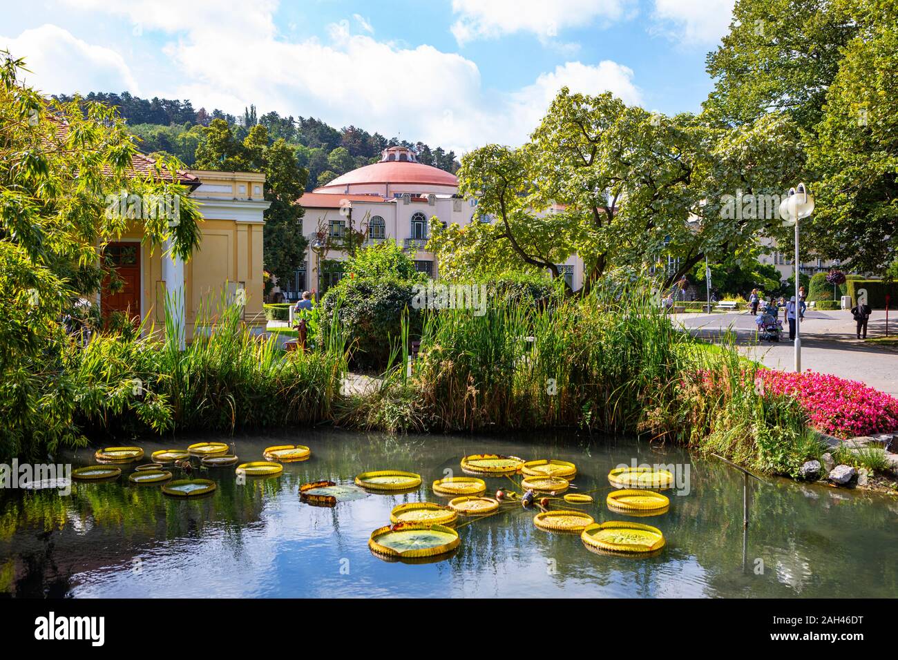 Die Slowakei, Piestany, Heilbad Piestany, Seerosen im Teich im Heilbad Piestany Stockfoto