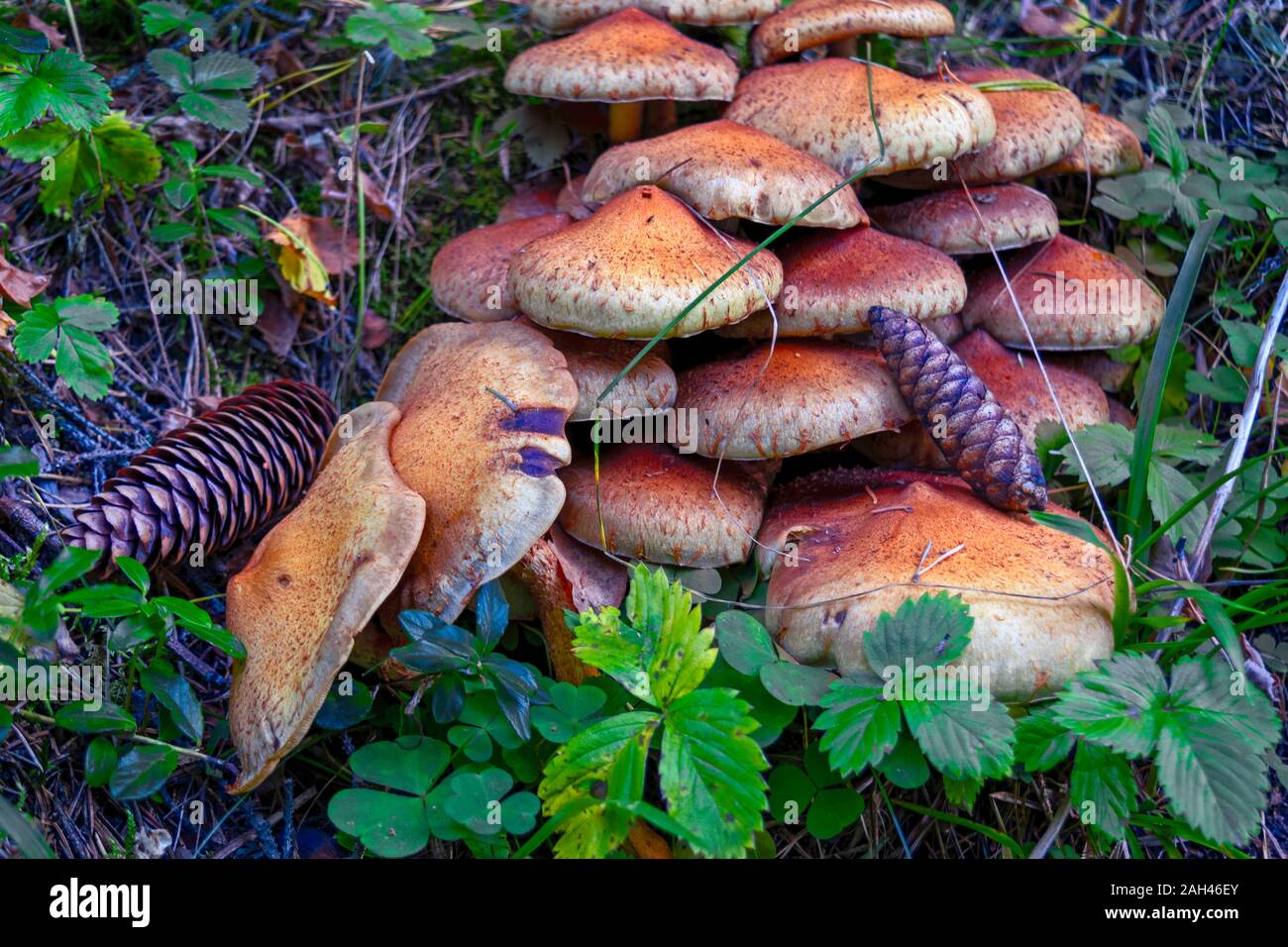 Nahaufnahme eines Pilzes in einem Bemoosten Umgebung, mit einem verschwommenen Hintergrund. Stockfoto