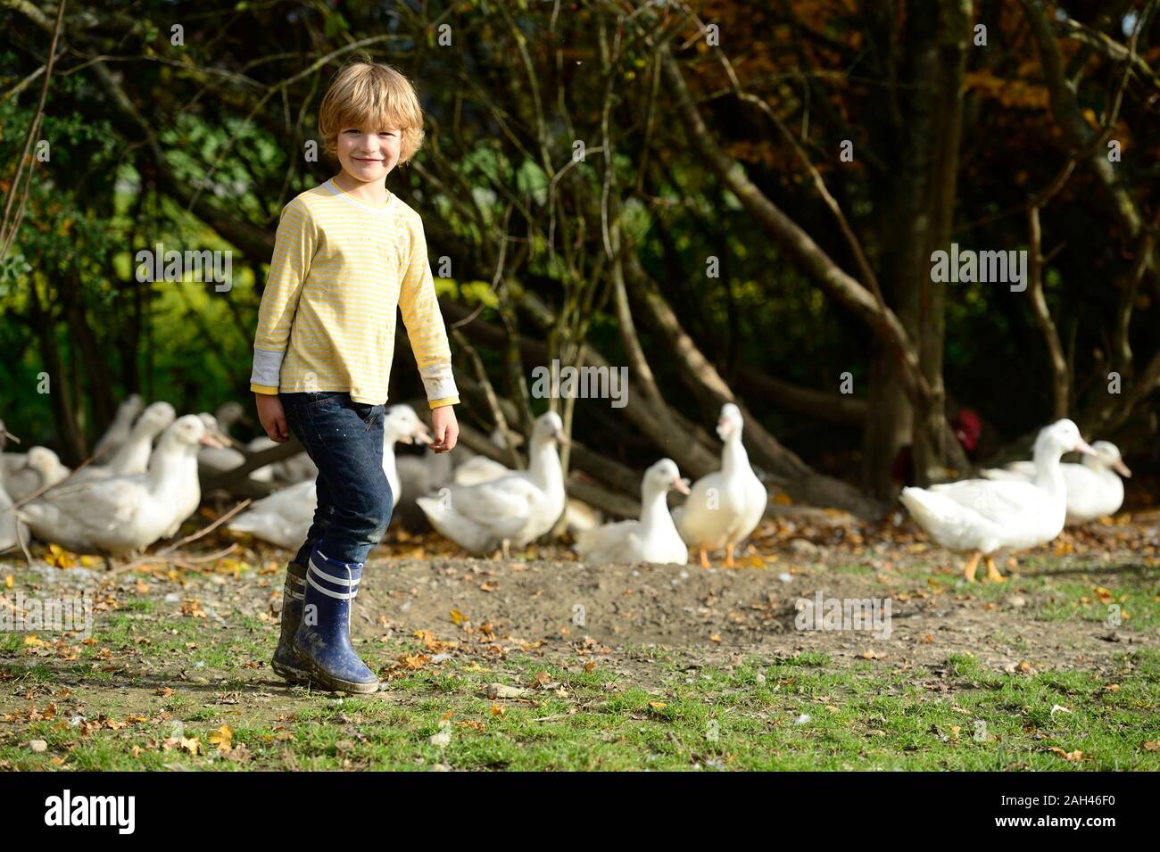 Junge mit inländischen Enten auf Wiese Stockfoto