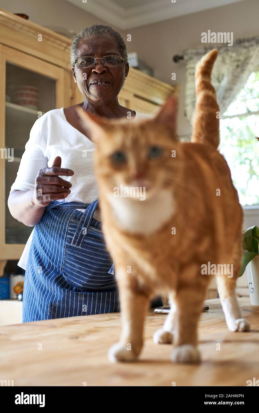 Ältere Frau mit einer Katze in der Küche Stockfoto