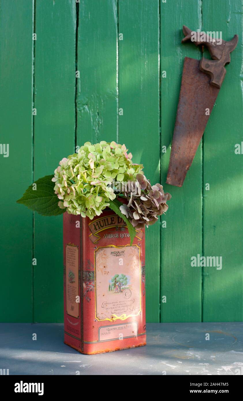 Hortensie Blumen blühen in den alten Metall Kanister vor grünen Zaun Stockfoto