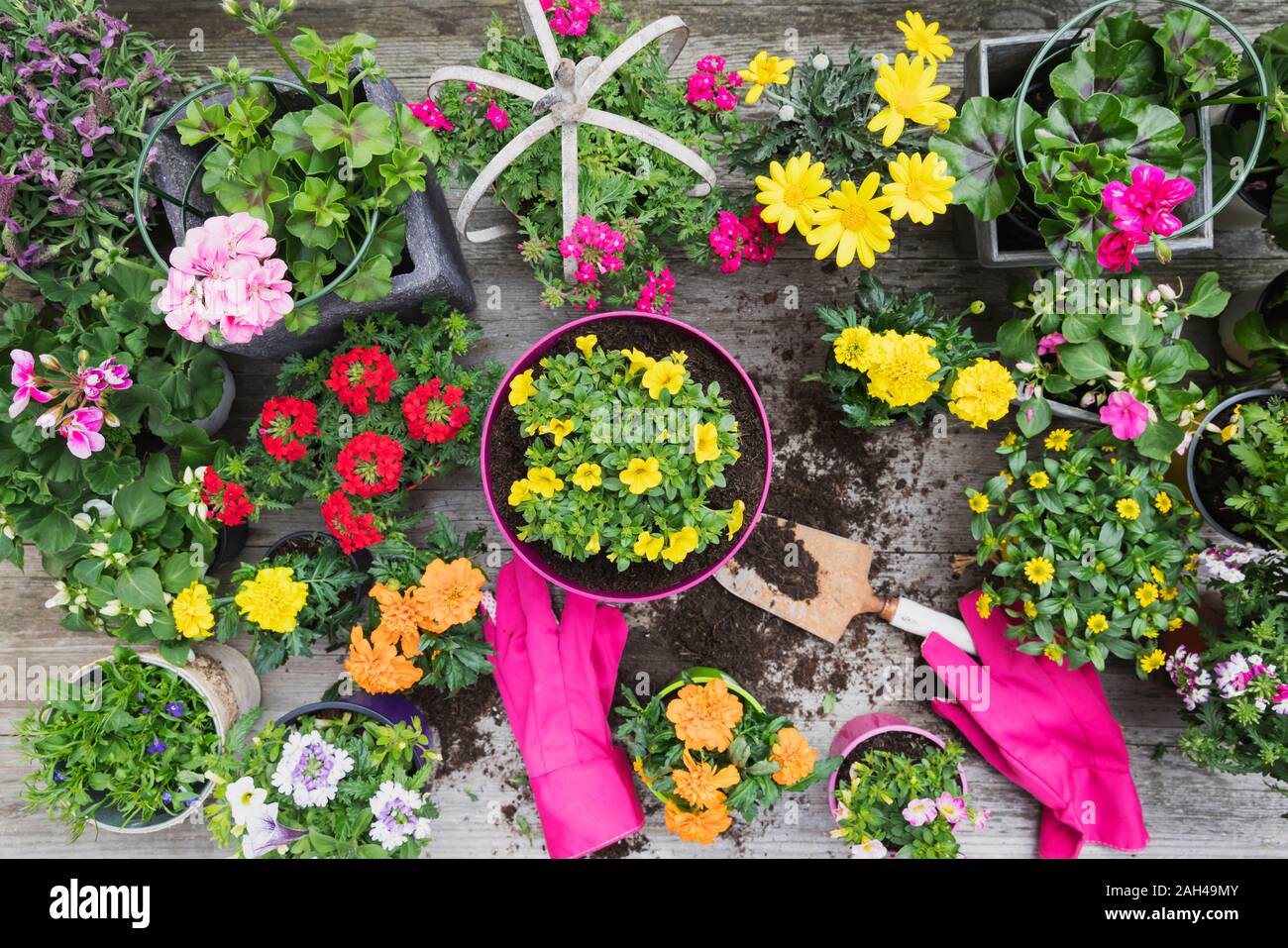 Bunte frisch eingemachten Sommer Blumen Stockfoto