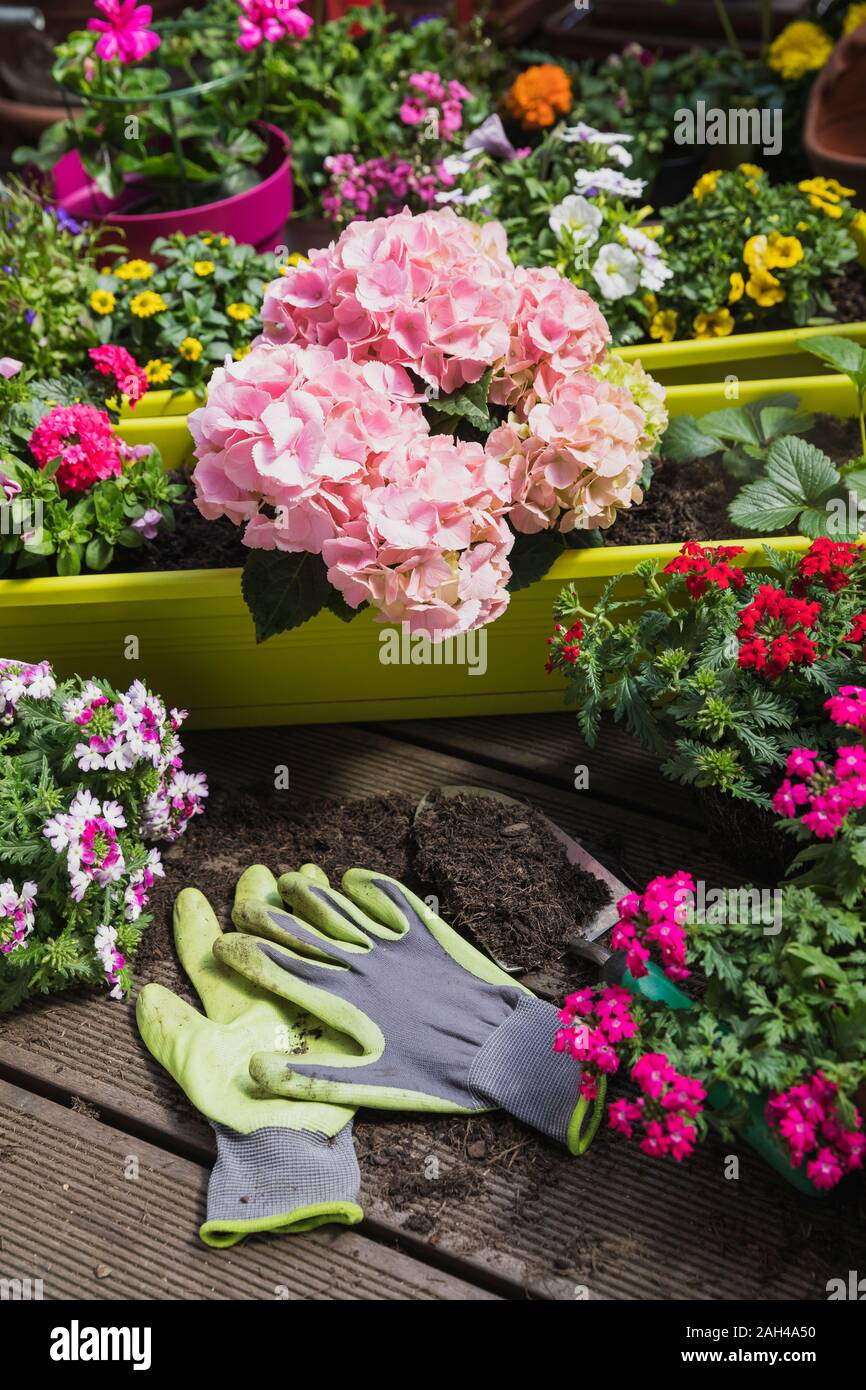 Bunte frisch eingemachten Sommer Blumen Stockfoto