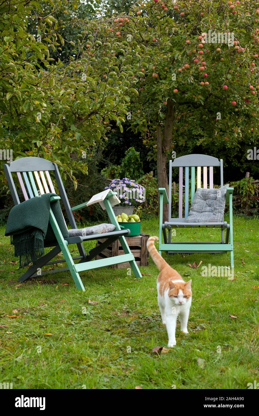 Katze im Garten vor zwei Liegestühlen und apple tree Stockfoto