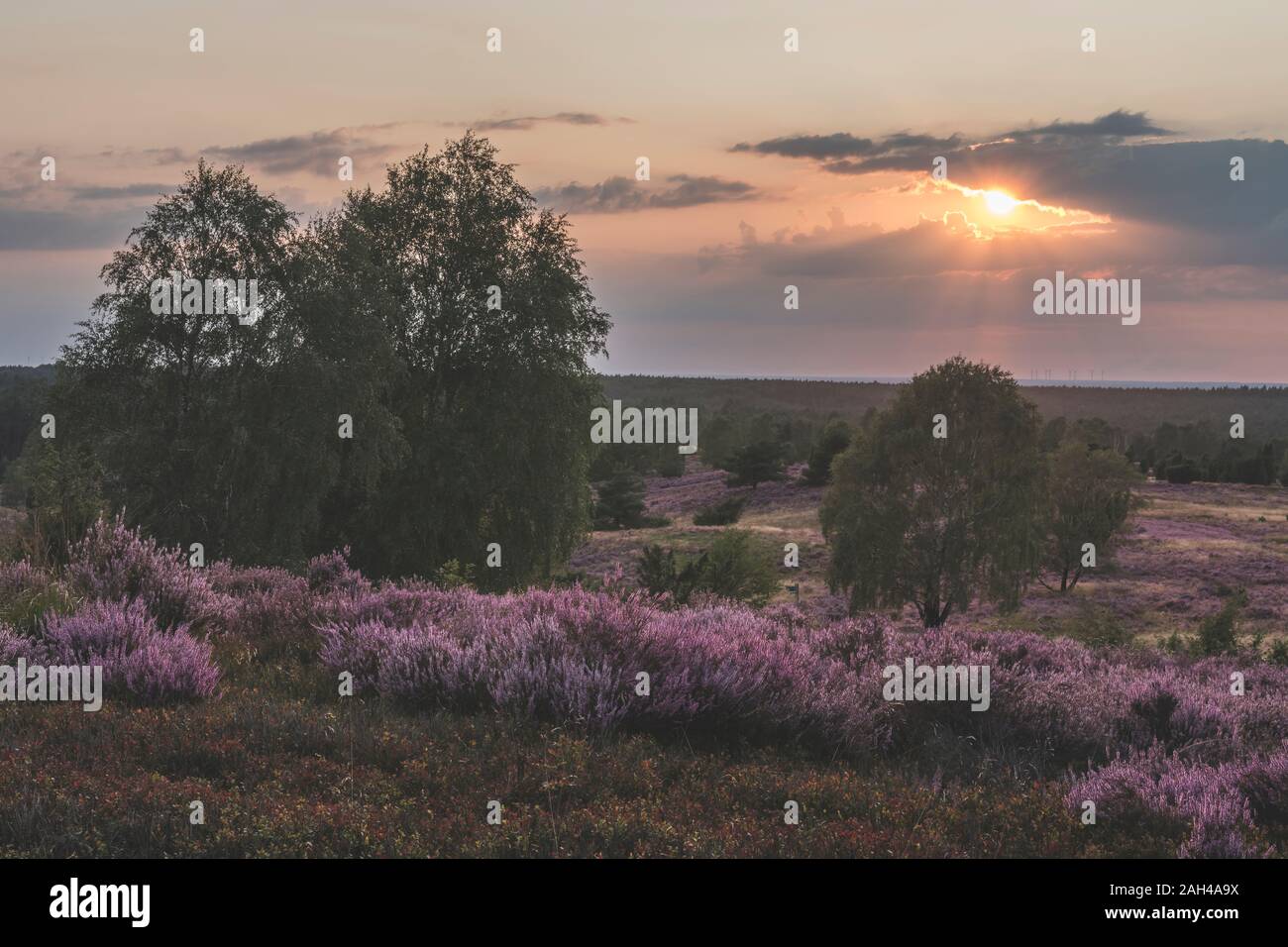 Deutschland, Niedersachsen, Lüneburger Heide, Felder mit Heide bei Sonnenuntergang Stockfoto