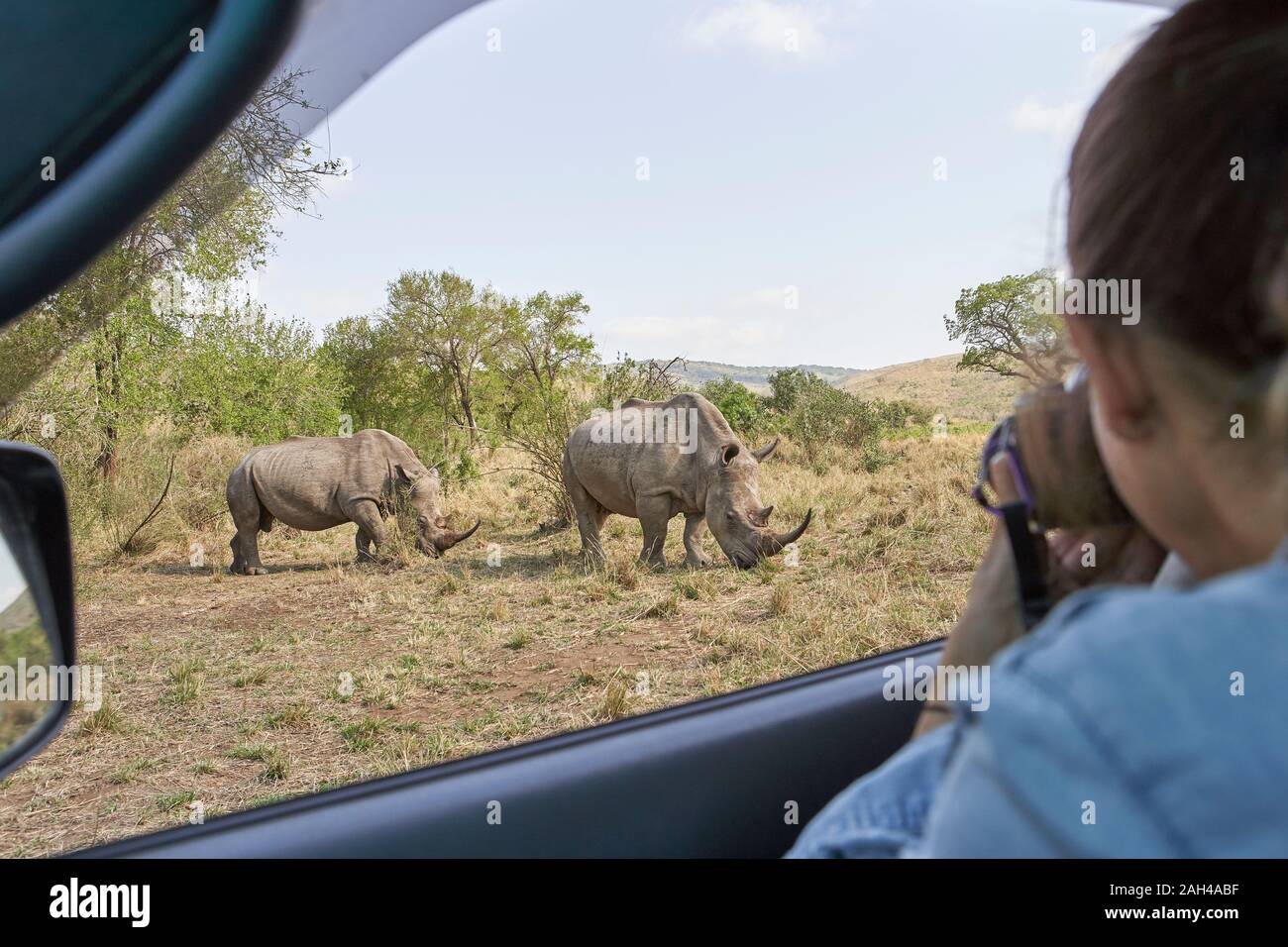 Frau ein Bild von einem Nashörner aus dem Autofenster, Hluhluwe-Imfolozi Park, Südafrika Stockfoto