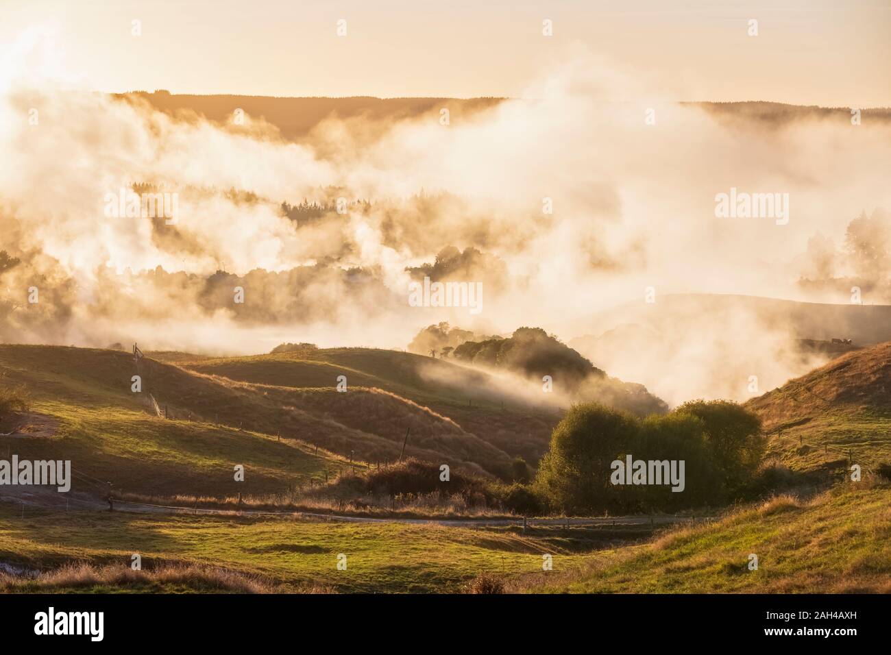Neuseeland, Nordinsel, Rotorua, hügeligen Landschaft eingehüllt in dicke Morgennebel Stockfoto